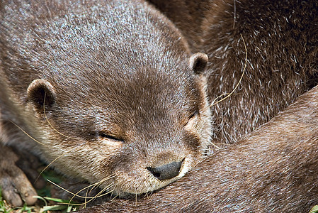 睡觉照片动物毛皮哺乳动物图片