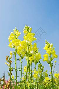 蓝天下的黄松鼠花朵叶子晴天雏菊农场花粉生活花瓣甘菊荒野生长图片