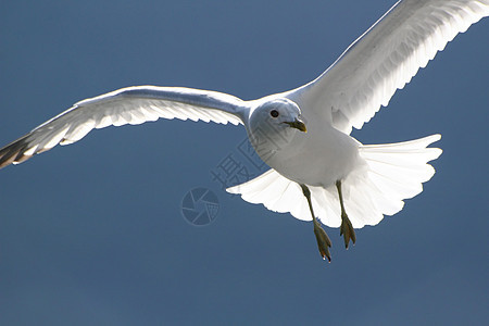 飞行海鸥白色蓝色动物航班图片