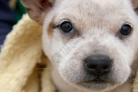 狐狸婴儿小狗猎犬动物毛皮照片毯子图片