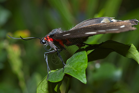 蝴蝶鳞翅目环境照片昆虫动物红色宏观图片