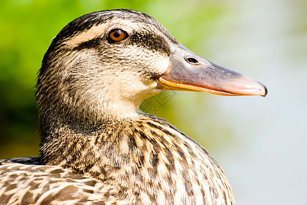 野鸭的宏观肖像荒野绿色水库羽毛迁移航班沼泽鸟类池塘水禽图片