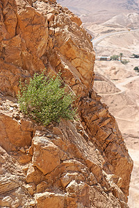 沙漠中陡峭的悬崖面上的单绿色灌木丛图片