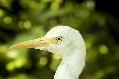 Egret 爱格莱特图片