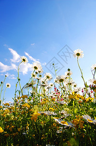 下方花朵花瓣草地蓝色洋甘菊花园地平线场地享受天空叶子图片