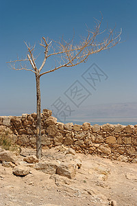 沙漠古堡垒废墟上的干枯树图片