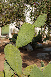 Tzabar 仙人掌 或刺痛的梨子叶子绿色沙漠植物群荆棘干旱植物图片