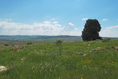 春天在绿山谷上山丘上的孤树图片