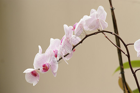 粉红兰花花 在弯曲的树枝上曲线花园花朵热带宏观花瓣植物学植物群紫色投标图片