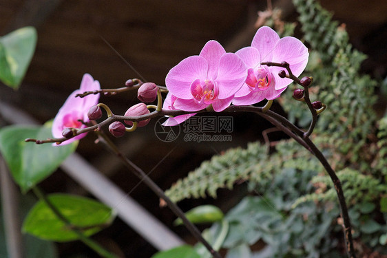 粉红兰花花 在弯曲的树枝上植物植物学脆弱性花瓣热带紫色植物群花园宏观花朵图片
