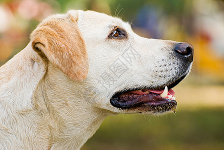 拉布拉多 追寻狗狗 在户外画像舌头猎犬棕色绿色朋友犬类姿势鼻子哺乳动物宠物图片