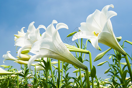 白百里植物花束草地天空礼物晴天生活百合花园荒野图片