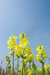 蓝天下的黄松鼠花朵草本植物季节农业甘菊香味花园农村蓝色农场国家图片