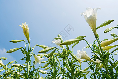 白百里百合农村生长生活植物天空场地礼物晴天花束图片