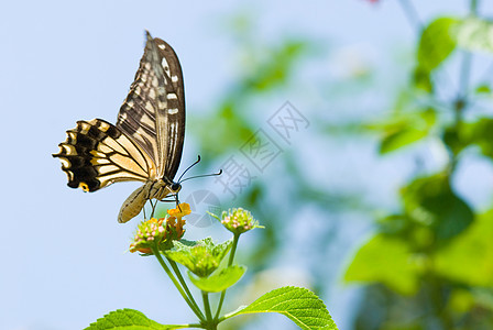 飞翔和食用鲜花的多彩燕尾蝴蝶野生动物运动场地行动花园荒野蓝色植物天空天线图片