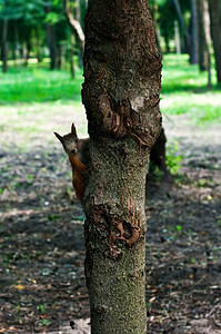 红松鼠坐在树上公园荒野眼睛坚果生物木头森林头发松鼠晶须图片