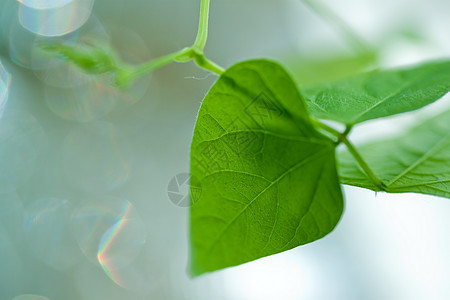 年青绿叶叶植物群生活环境花园树叶叶子美丽生态阳光森林图片