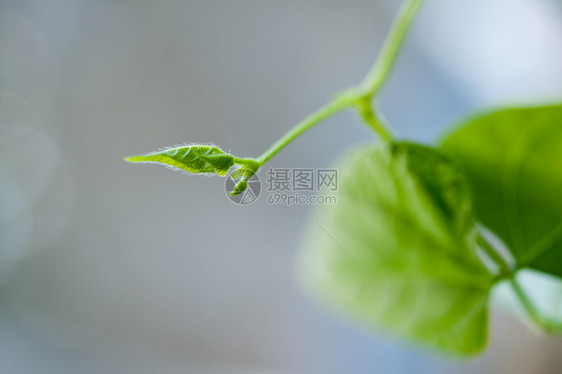 年青绿叶叶美丽植物群季节环境森林生态背景宏观太阳植物学图片