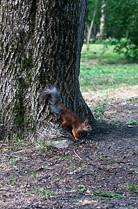 红松鼠坐在树上尾巴松鼠公园哺乳动物晶须荒野生物森林野生动物毛皮图片