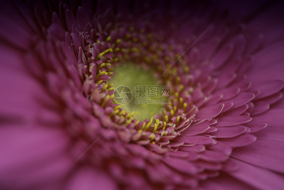 托斯卡纳花园的紫花植物群草本植物蓝色国家生长季节风景园艺紫色农村图片