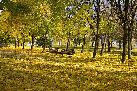 秋天公园落叶图片