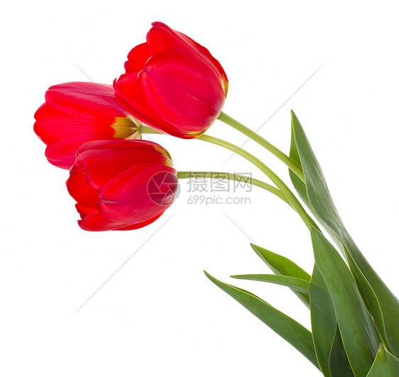 红色郁金香花束白色脆弱性叶子花瓣植物绿色礼物图片