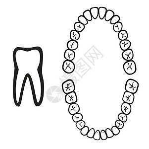 白孤立牙齿矢量数图片