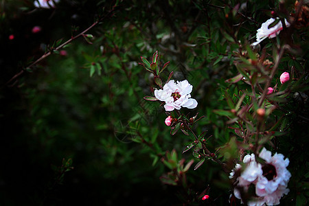 绿色对冲植物栅栏生长白色框架花园树篱公园衬套图片