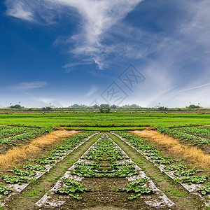 字段国家土地环境晴天生长农田风景牧歌正方形植物图片