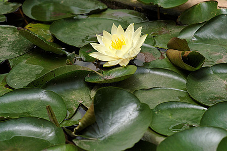 黄水百合植物花瓣圆形投标黄色树叶池塘植被地毯植物群图片