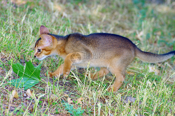 在绿草背景之上的 深沉小猫摄影生物正面图照片宠物哺乳动物黄色猫科动物绿色图片