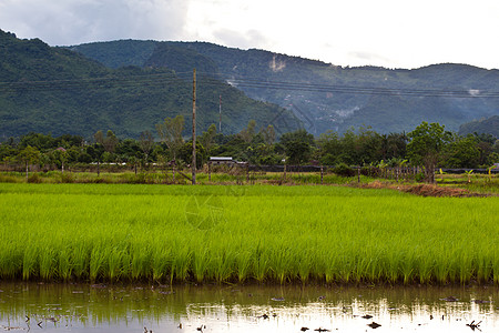 稻树苗流动场地村庄爬坡植物农场小路渠道房子培育高清图片