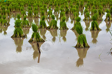稻树苗粮食主食稻田小路幼苗细绳爬坡环境生态植物图片