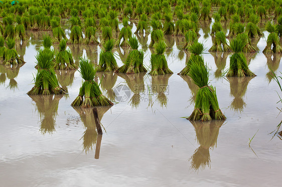 稻树苗粮食主食稻田小路幼苗细绳爬坡环境生态植物图片