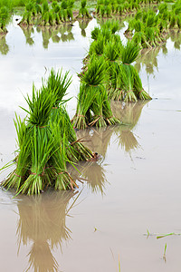 稻树苗流动树木收成房子环境地面稻田爬坡场地粮食图片