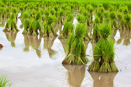 稻树苗村庄粮食植物生态渠道树木种子农场收成地面图片
