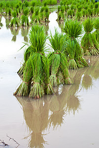 稻树苗流动树木环境场地小路生长生态农场地面渠道图片