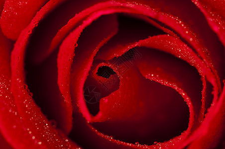 红玫瑰香水花瓣魅力风格植物群玫瑰植物疗法宏观图层图片