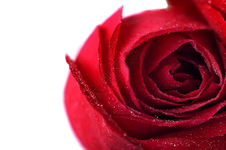 红玫瑰褶皱香气飞沫风格香味香水热情装饰植物玫瑰图片