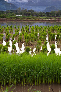 稻树苗生态村庄爬坡种子渠道稻田地面流动植物幼苗图片