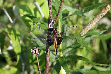 寡寡妇短昆虫野生动物动物翅膀宏观动物群池塘花园蓝色生物图片
