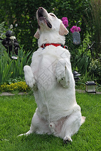 黄色实验室伴侣动物猎犬白色犬类小狗宠物毛皮哺乳动物图片