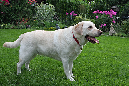 黄色实验室白色犬类哺乳动物伴侣宠物动物小狗毛皮猎犬图片