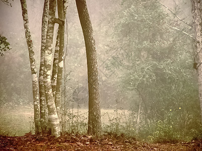 福吉森林天气浓雾能见度图片