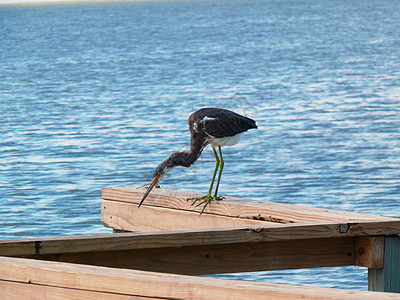 大蓝 Heron大鸟海岸线海洋海岸野生动物苍鹭背景图片