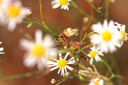 蚂蚱生物天线野生动物绿色植物场地料斗小动物动物眼睛图片