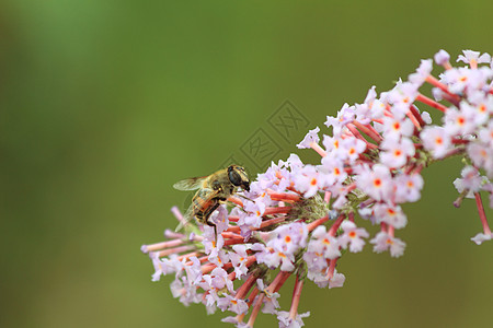 b 大黄蜂蜜蜂荒野动物天线养蜂业花粉吮吸昆虫身体动物园图片