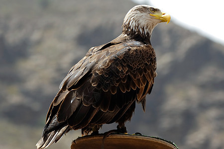 鹰荒野自由力量符号动物羽毛棕色蓝色野生动物眼睛图片
