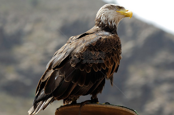 鹰荒野自由力量符号动物羽毛棕色蓝色野生动物眼睛图片