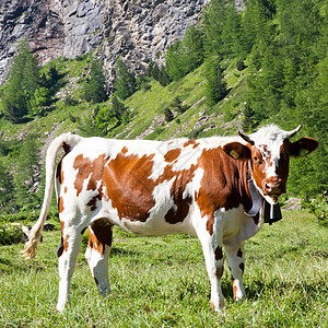 奶牛和意大利阿尔卑斯山爬坡农业牧场场地高山草地国家远足旅游牛肉图片